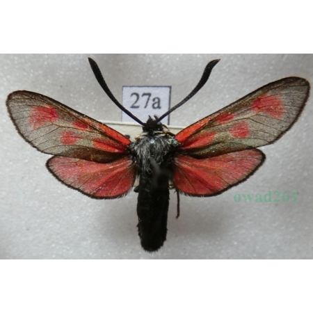 Zygaena loti achilleae Esper, 1780 Kraśnik rogalik Deutschlnd27a